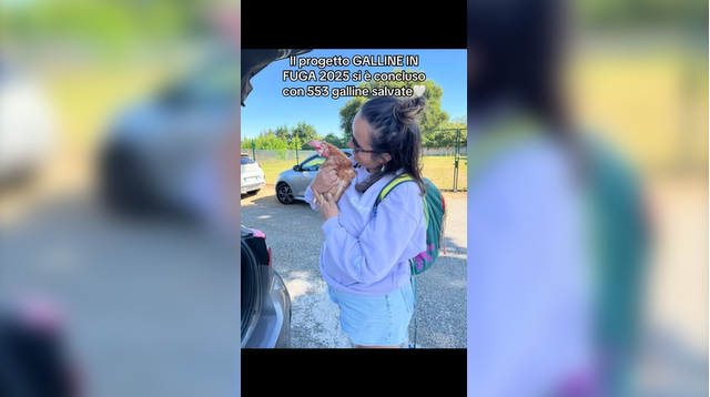 Galline in Fuga: in un anno salvati 553 pennuti
