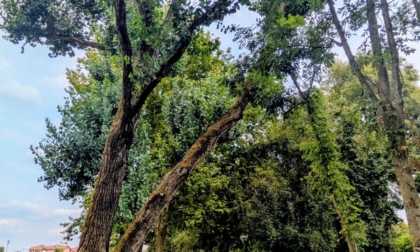 Manutenzione del verde pubblico: Cernusco stanzia altri 200mila euro