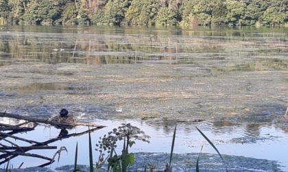 Adda invasa dalle alghe? Nessun problema, anzi "è un buon segnale"