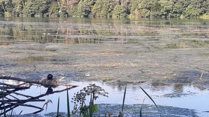 Adda invasa dalle alghe? Nessun problema, anzi “è un buon segnale”