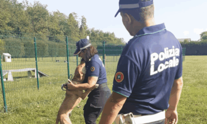 Cane  legato sotto il sole senza acqua e cibo: rintracciata la proprietaria a Segrate
