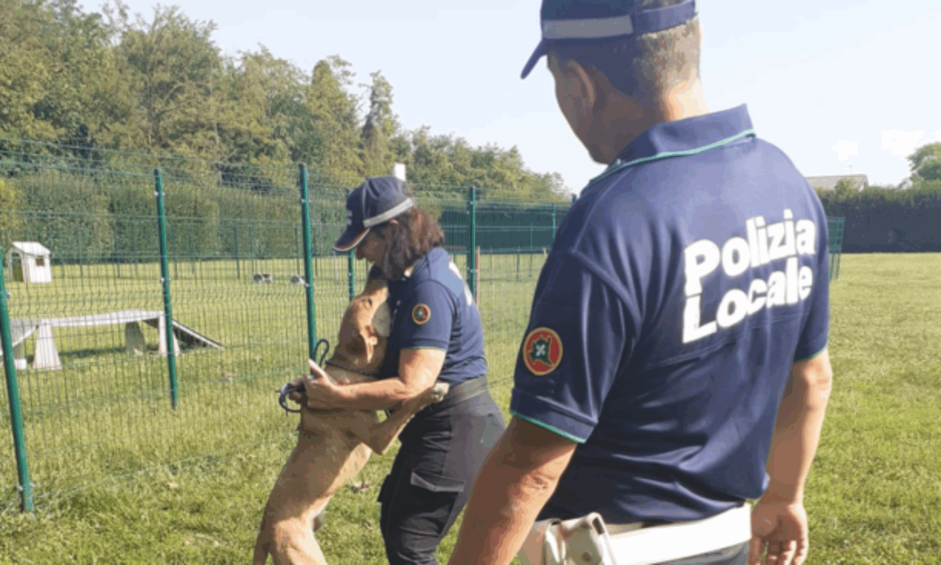 Cane legato sotto il sole senza acqua e cibo: rintracciata la ...