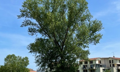 “Il Pioppo di via Cevedale diventi Albero Monumentale"