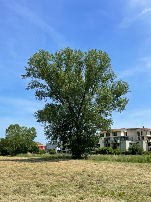 “Il Pioppo di via Cevedale diventi Albero Monumentale”