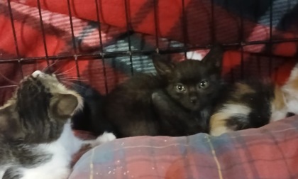 Emergenza abbandoni: canili e gattili lanciano l'allarme