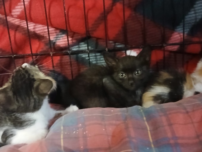 Emergenza abbandoni: canili e gattili lanciano l’allarme