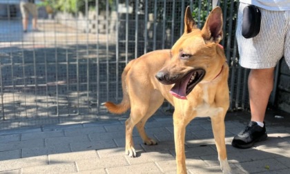 I padroni che rinunciano al proprio cane: "I rifugi sono al collasso"