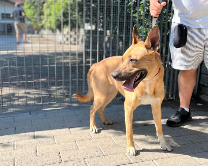 I padroni che rinunciano al proprio cane: “I rifugi sono al collasso”