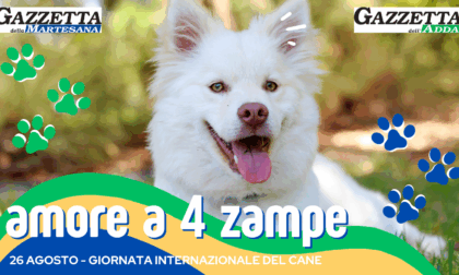 Amore a 4 zampe: festeggiamo insieme la Giornata internazionale del cane