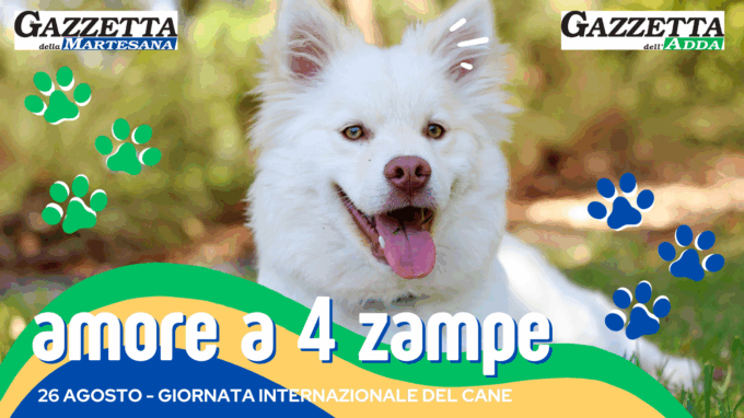 Amore a 4 zampe: festeggiamo insieme la Giornata internazionale del cane