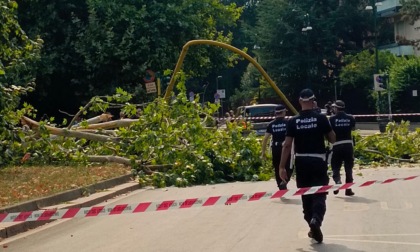 Ramo di 40 metri precipita su un'auto in transito