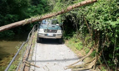 Un altro albero crolla sull'Alzaia dell'Adda dopo il maltempo