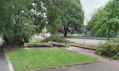 Un altro albero vittima delle piogge intense degli ultimi giorni