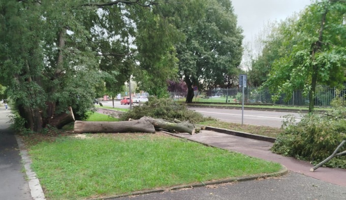 Un altro albero vittima delle piogge intense degli ultimi giorni