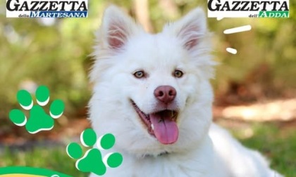 Quanto affetto per i vostri cani, sulle Gazzette tutte le foto arrivate in redazione