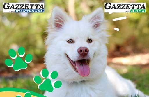 Quanto affetto per i vostri cani, sulle Gazzette tutte le foto arrivate in redazione