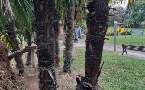 Incendiano due alberi nel parco: ragazzini finiscono nei guai