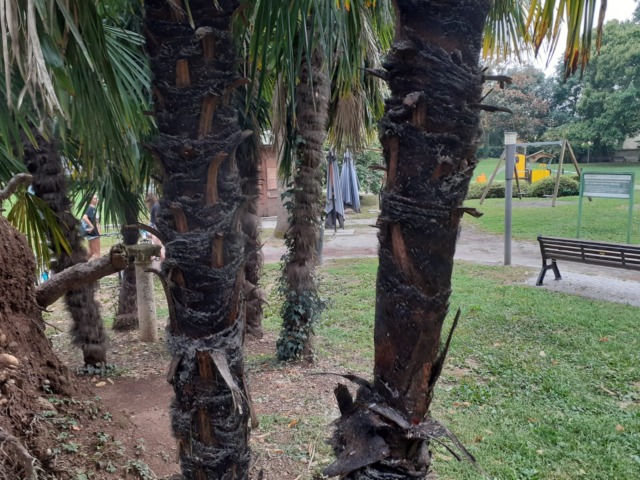 Incendiano due alberi nel parco: ragazzini finiscono nei guai