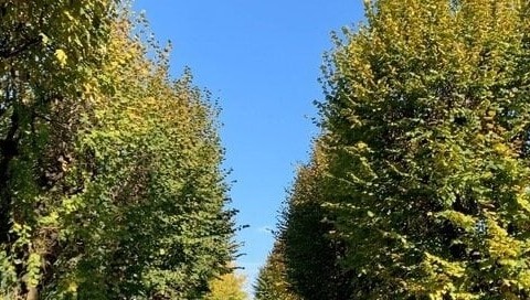 Il Tribunale salva gli alberi: non devono essere abbattuti