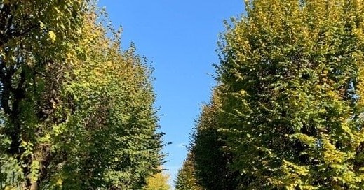 Il Tribunale salva gli alberi: non devono essere abbattuti