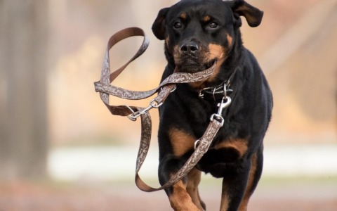 Cane scappa dal padrone e fa cadere un ciclista 86enne: soccorso in codice giallo