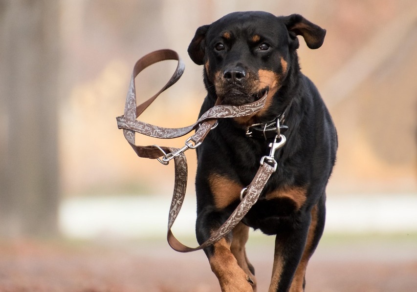 Cane scappa dal padrone e fa cadere un ciclista 86enne: soccorso in codice giallo