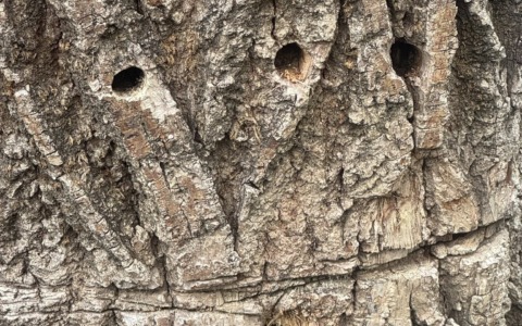 Avvelenatore di alberi in azione, il Comune si rivolge ai Carabinieri