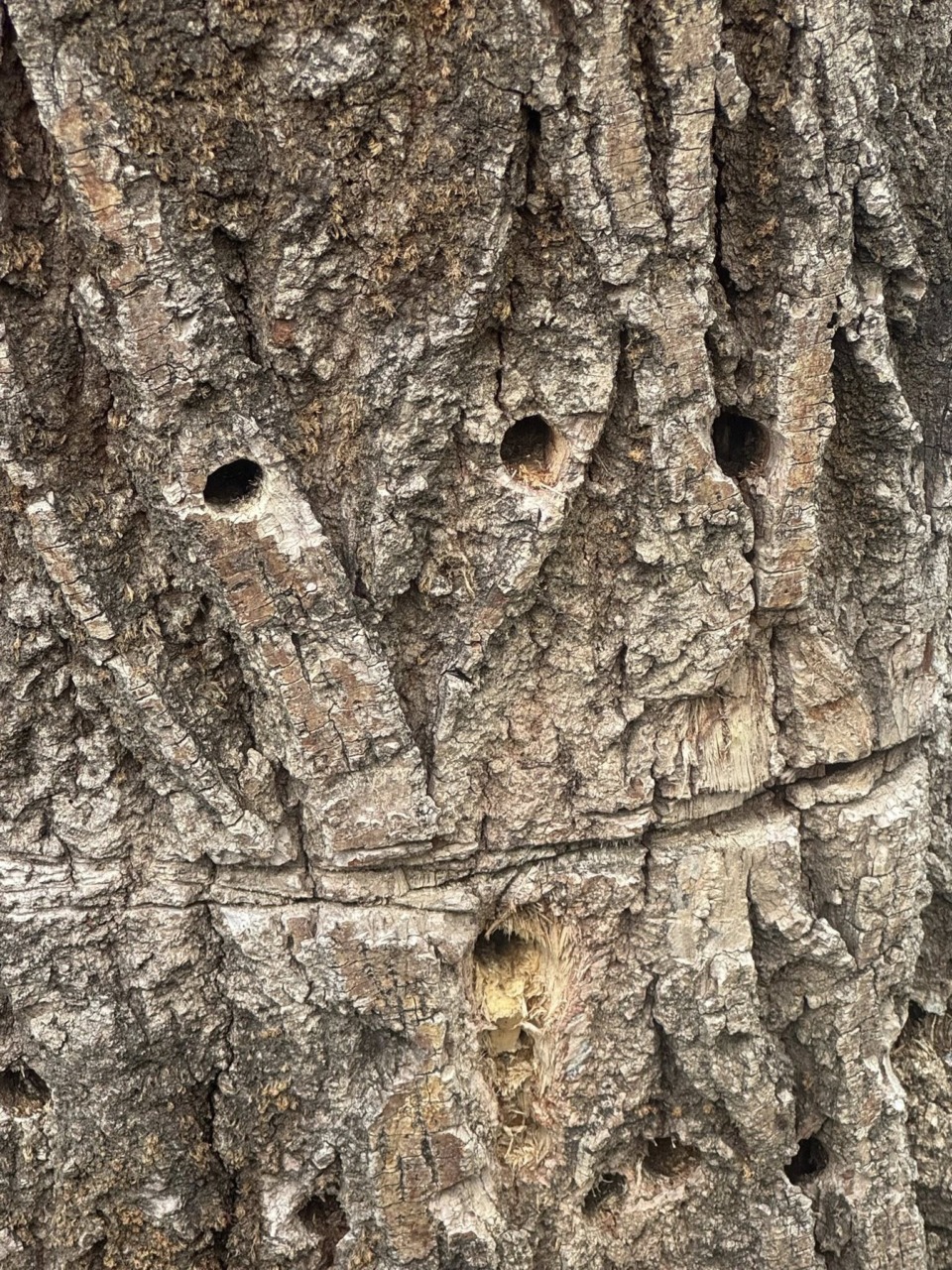 Avvelenatore di alberi in azione, il Comune si rivolge ai Carabinieri