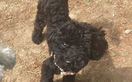 Dreamy si è smarrita: c’è bisogno dell’aiuto di tutti per ritrovarla