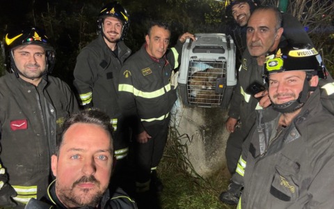 Intrappolata in un pozzetto Telecom, i Vigili del fuoco di Gorgonzola salvano una volpe