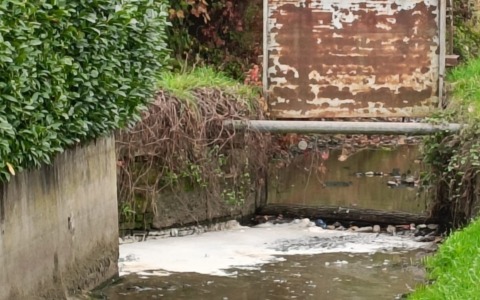 Ancora puzze, schiume e pesci morti nella roggia Brivia