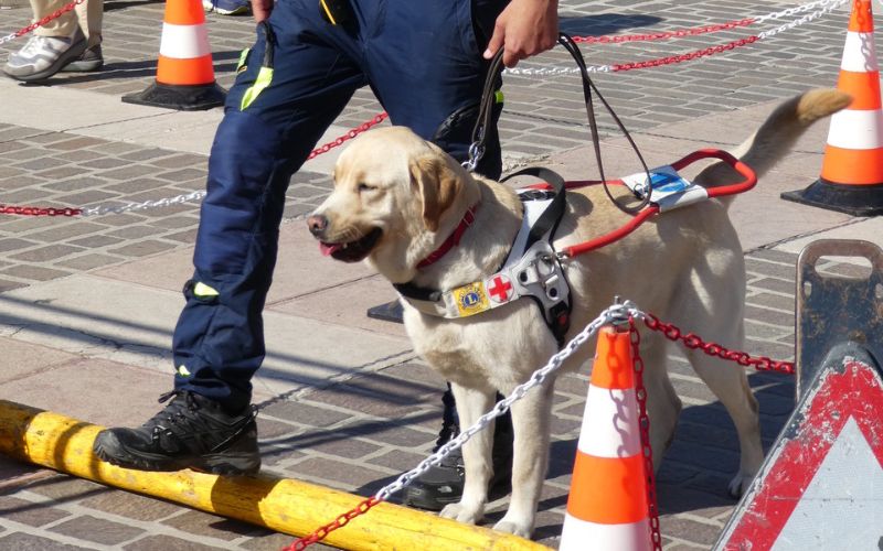 Pioltello, festa per i 40 anni dell’Istituto Ottico Contalens: cani guida per non vedenti, musica e occhiali virtuali