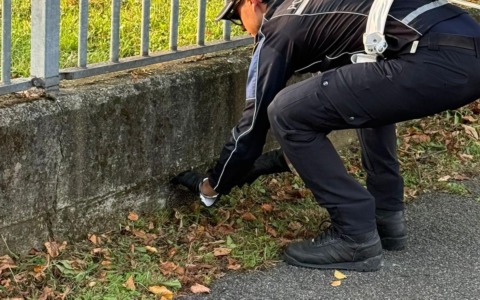 Un riccio si avvia verso la strada… salvato dagli agenti della Polizia Locale