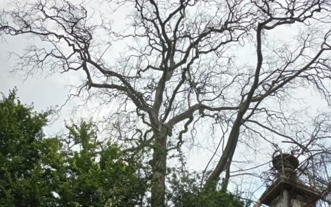 Addio al platano del Salecc: l’abbattimento è in programma martedì