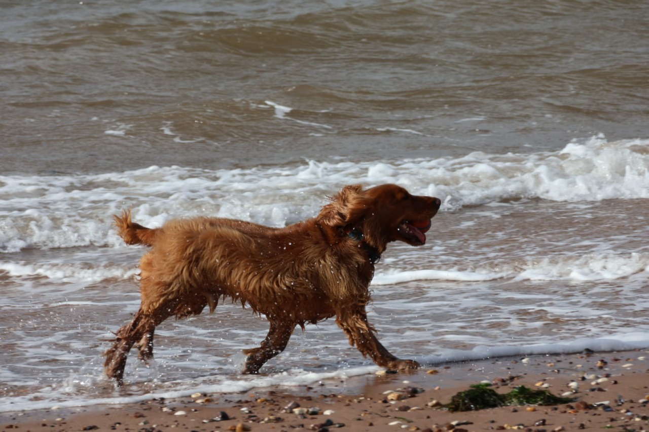 Cernuschese in Inghilterra: “Qui un rispetto esemplare per gli animali. Portiamo questo modello in Italia”