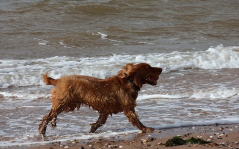 Cernuschese in Inghilterra: “Qui un rispetto esemplare per gli animali. Portiamo questo modello in Italia”