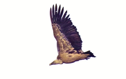 Oasi le Foppe: avvistato un avvoltoio grifone