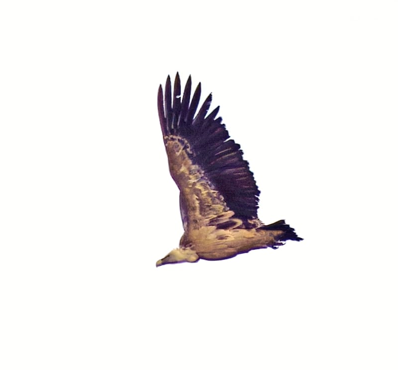 Oasi le Foppe: avvistato un avvoltoio grifone