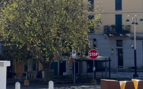 Il bagolaro è salvo, non verrà abbattuto: “Un bel regalo di Natale in anticipo”