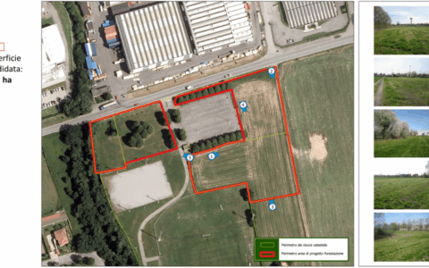 Il paese “prende ossigeno”: 1.250 nuovi alberi vicino al centro sportivo