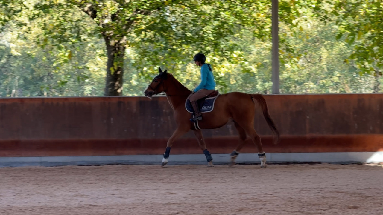 Cade dal cavallo durante l’allenamento: attimi di paura in maneggio
