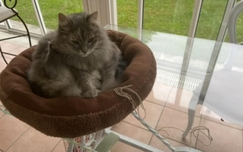 Gatta torna a casa con una corda stretta al collo: “Qualcuno ha tentato di strangolarla”