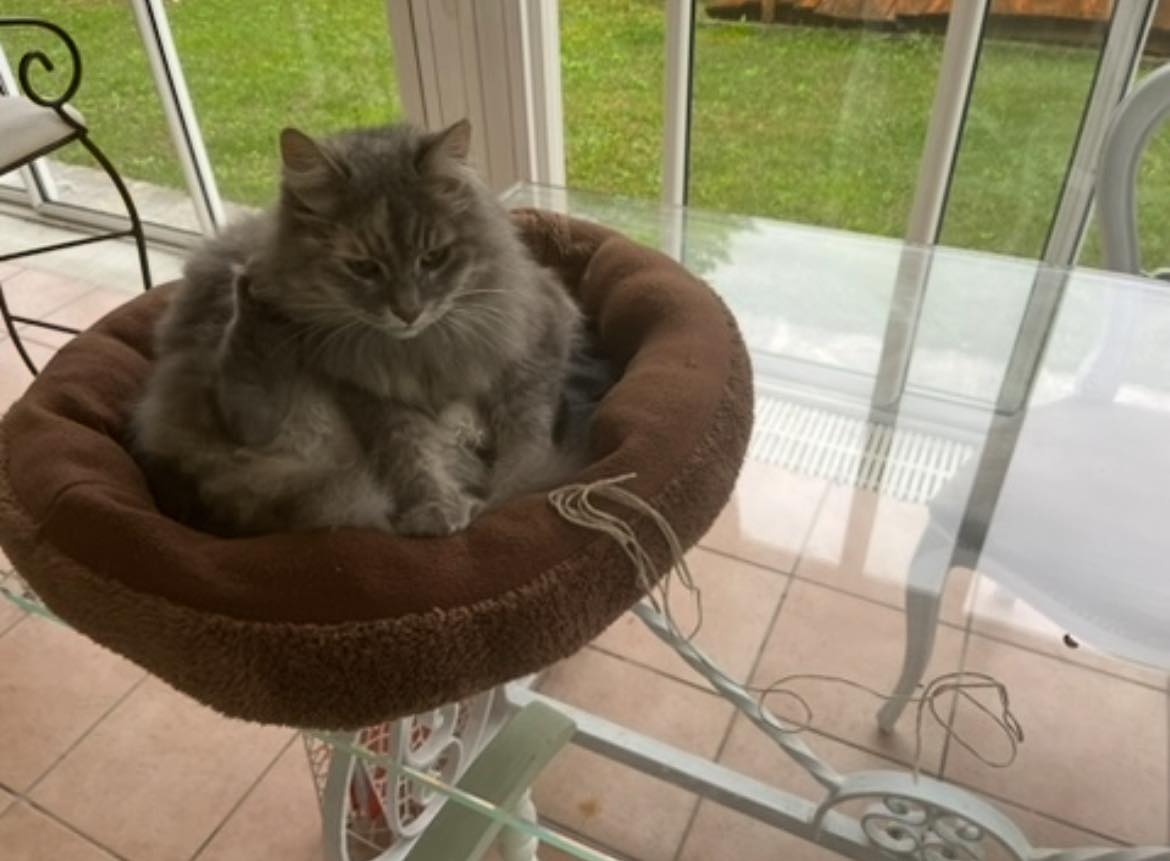 Gatta torna a casa con una corda stretta al collo: “Qualcuno ha tentato di strangolarla”