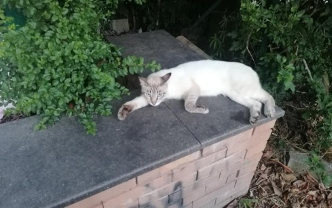 Sgomberati gli abusivi della Cascina Bruciata resta il problema della colonia felina