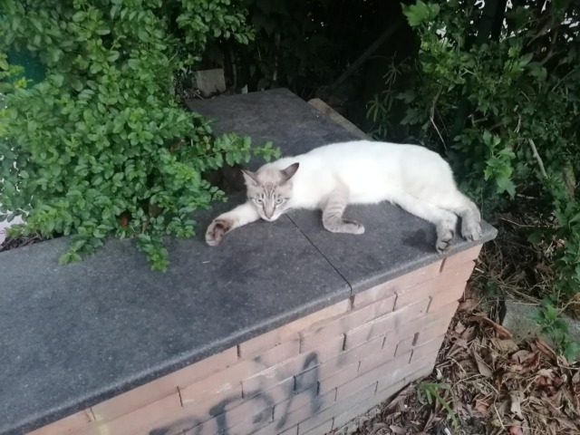 Sgomberati gli abusivi della Cascina Bruciata resta il problema della colonia felina