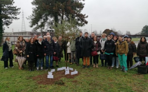 A Cologno Monzese un ulivo nella scuola del prof morto sul Monte Bianco