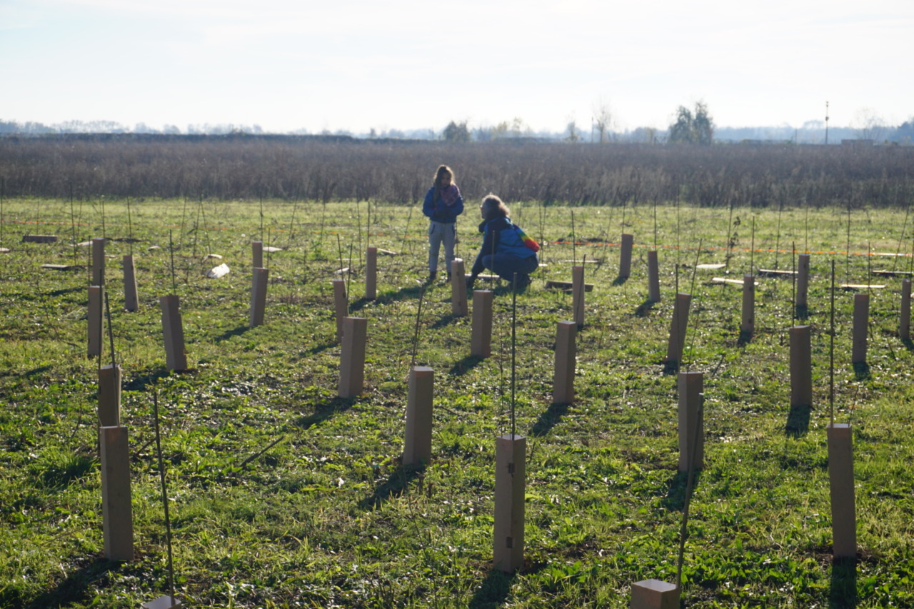 A Pozzo d’Adda Forestami è realtà: messi a dimora 1.691 alberi