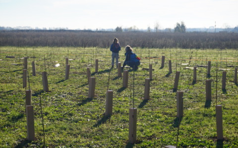 A Pozzo d’Adda Forestami è realtà: messi a dimora 1.691 alberi