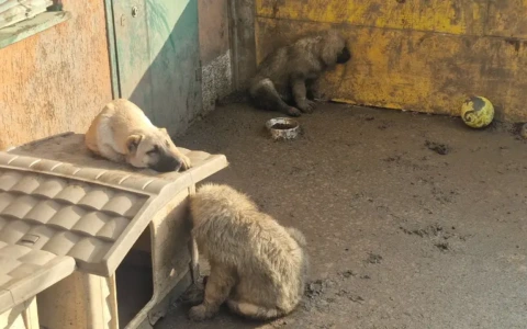 Cinque cuccioli abbandonati nel cortile di un magazzino: salvati, finiranno in canile
