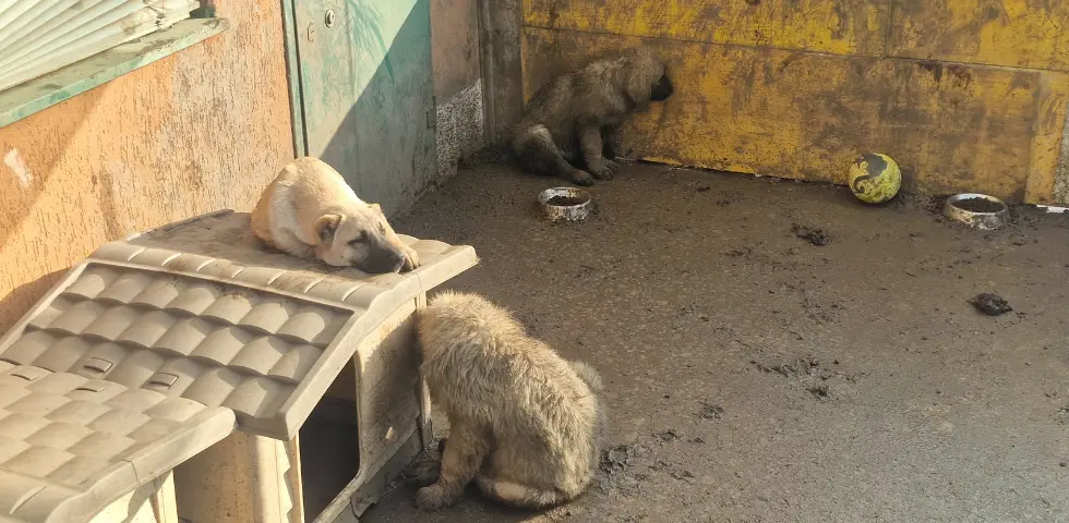 Cinque cuccioli abbandonati nel cortile di un magazzino: salvati, finiranno in canile